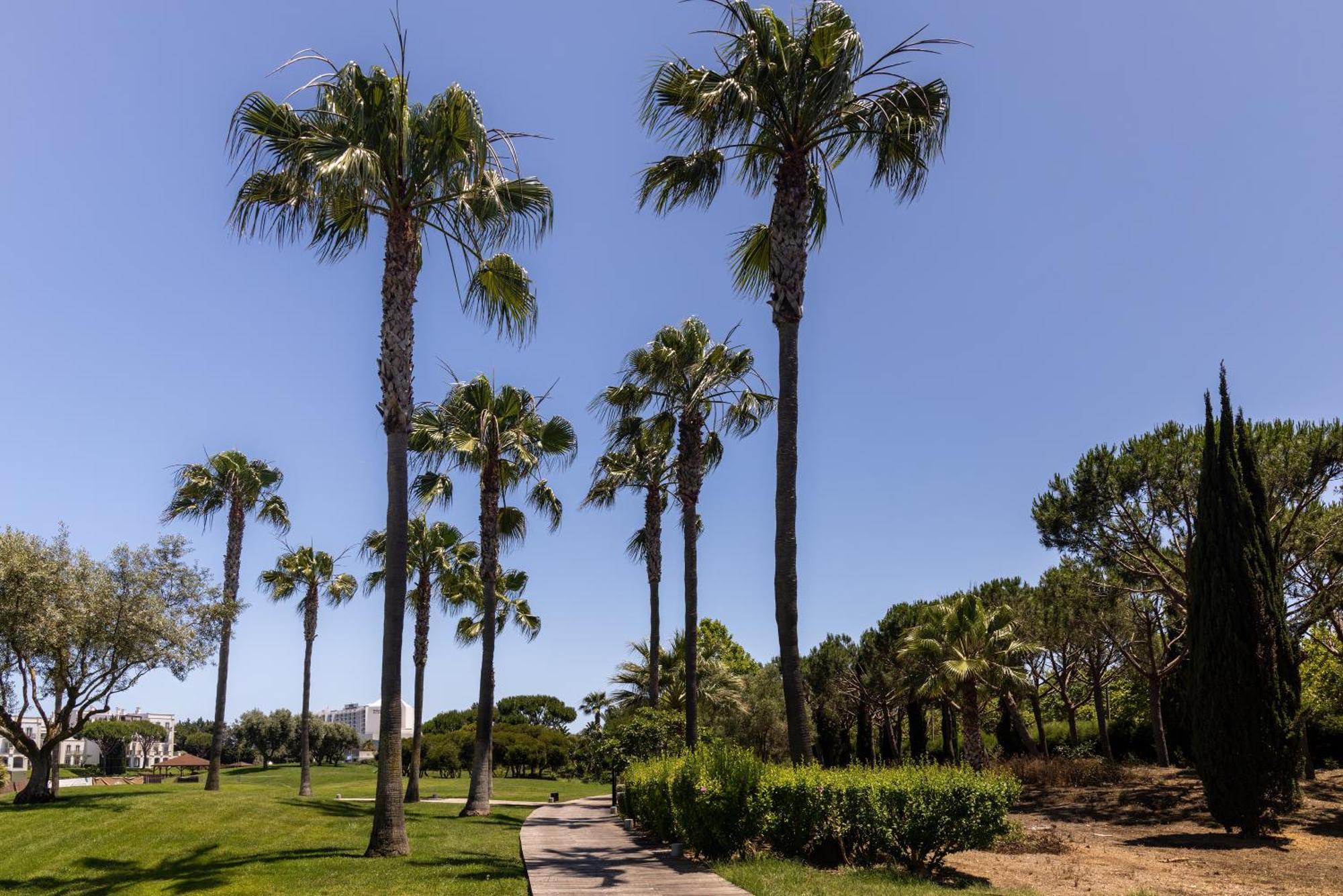 Domes Lake Algarve, Autograph Collection Виламура Экстерьер фото Palm trees in the park